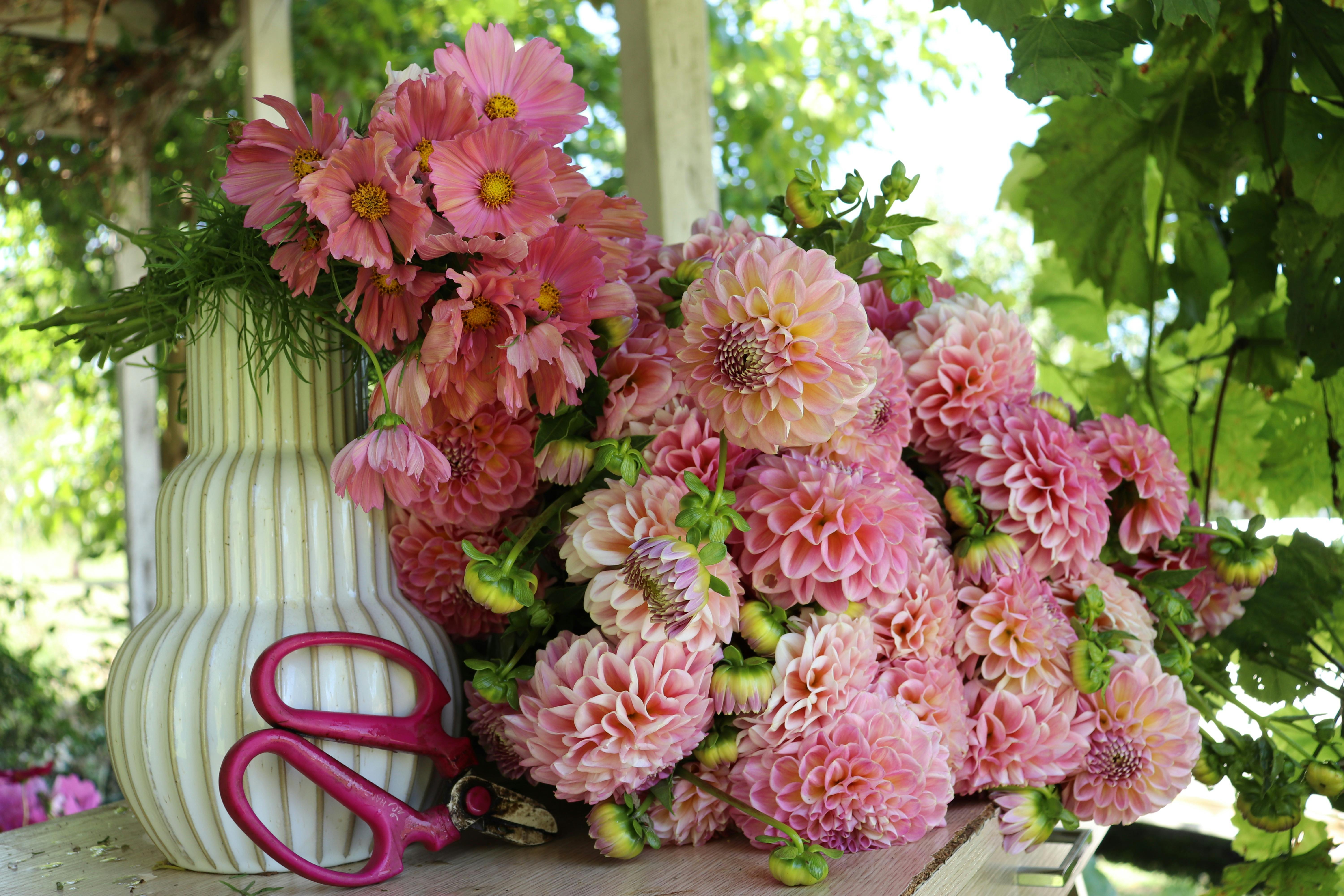 Close-up of vibrant pink dahlias in a vase with floral snips on a table.