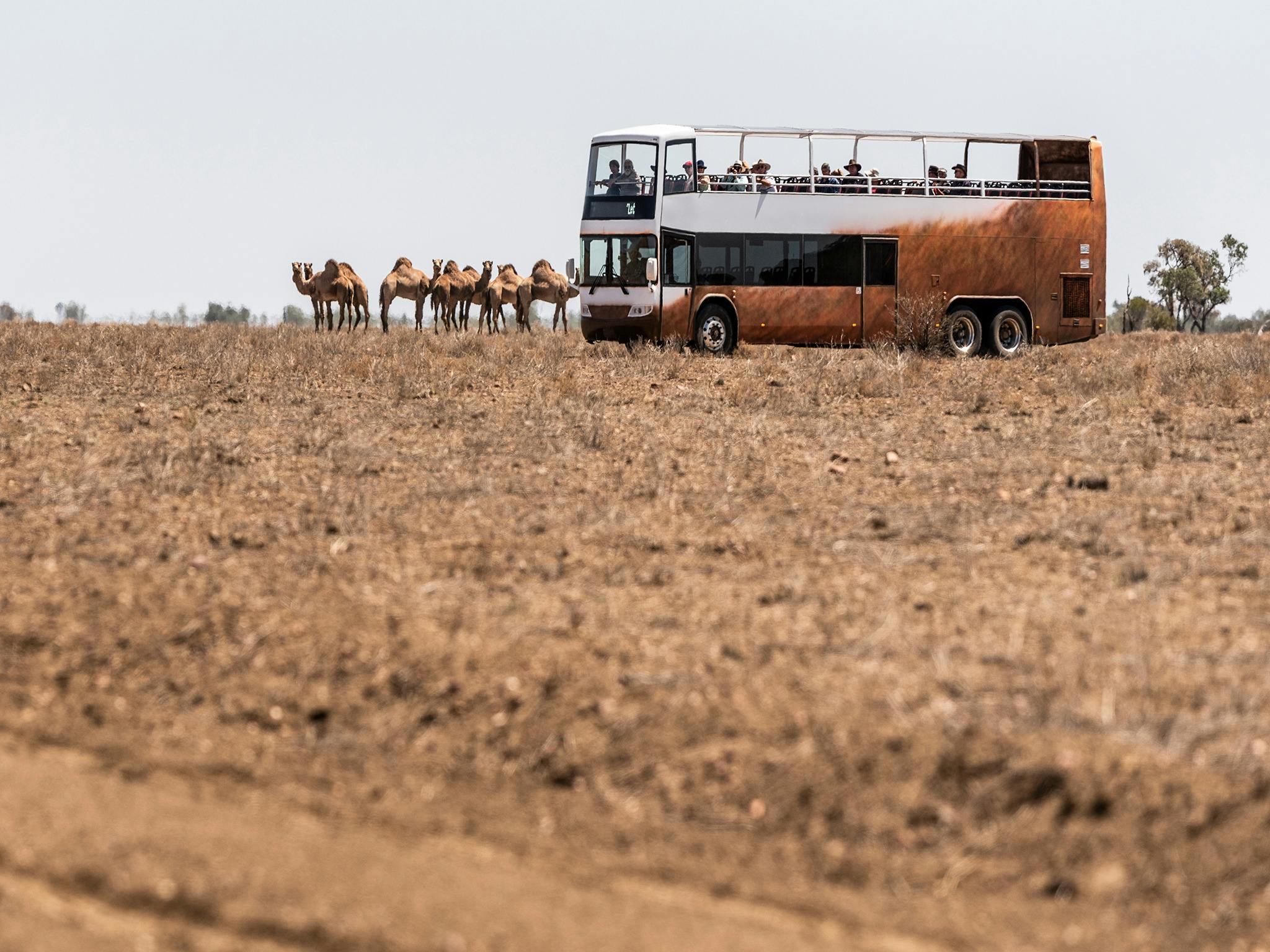 Camels standing beside the Outback Pioneers double-decker coach in the outback landscape