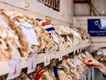 Wool Judging