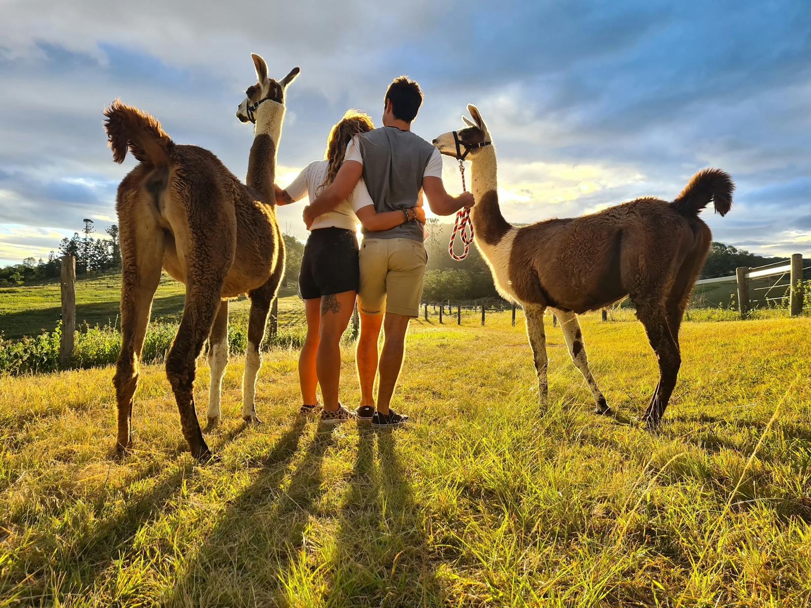 Guided llama walk. Guided llama walk.
