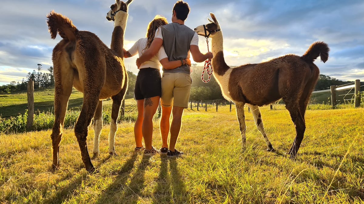 Guided llama walk.