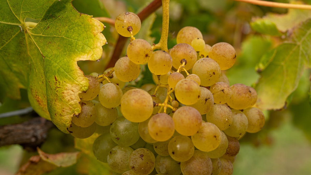 Our gorgeous white grape varieties