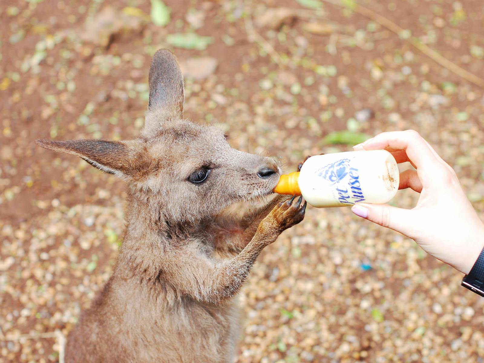 Cooberrie Park Wildlife Sanctuary