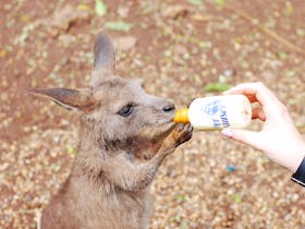Kangaroo Joey Feeding