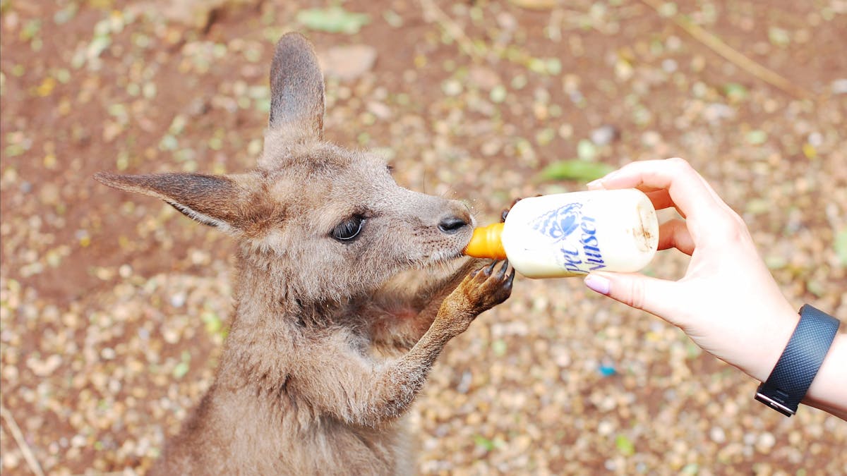 Kangaroo Joey Feeding