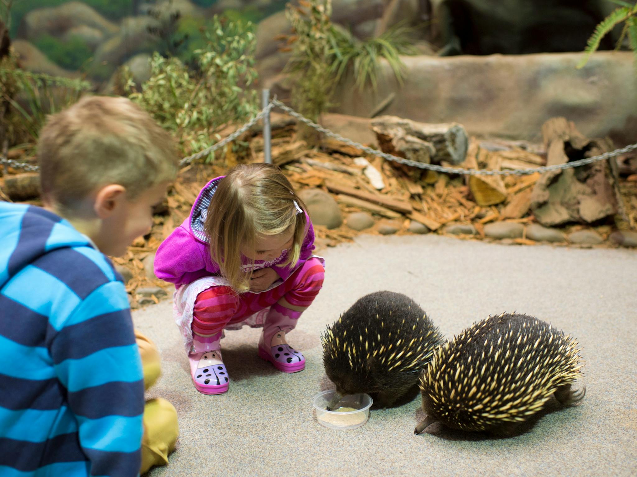 Children with echidnas