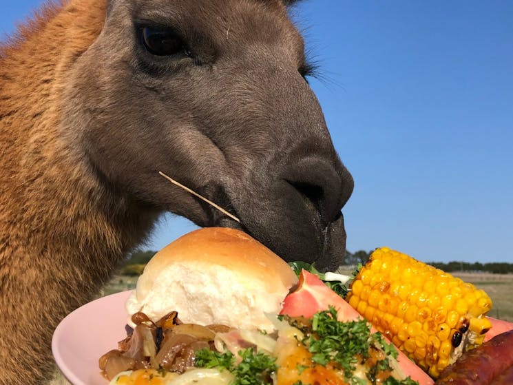 Lunch with llama