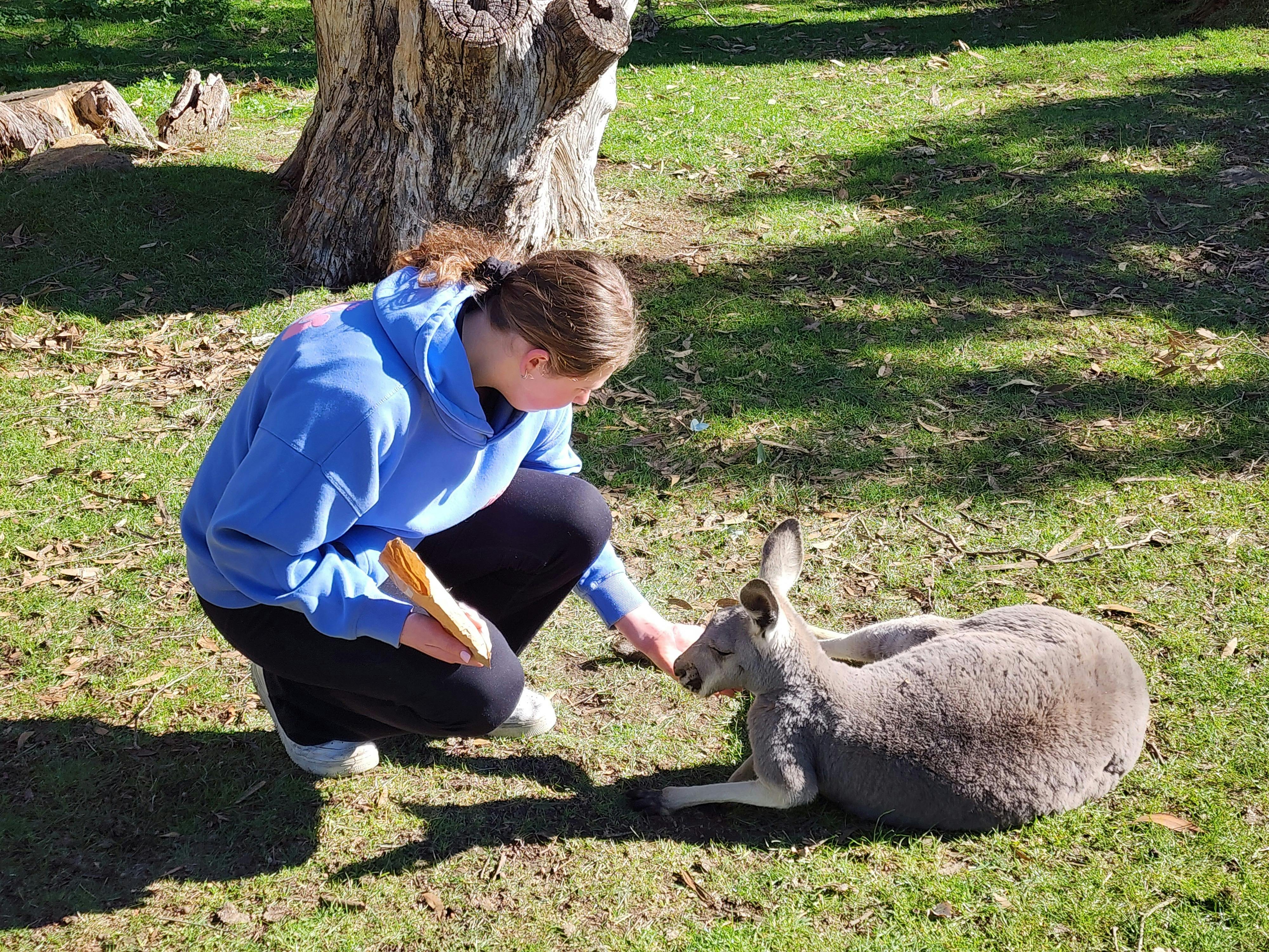 Feeding the kangaroos at Cleland Wildlife Park