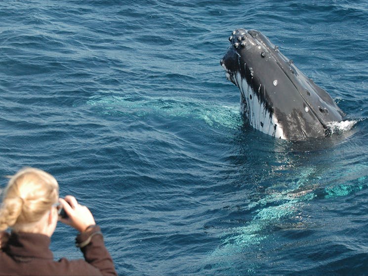 Whales interacting with passengers