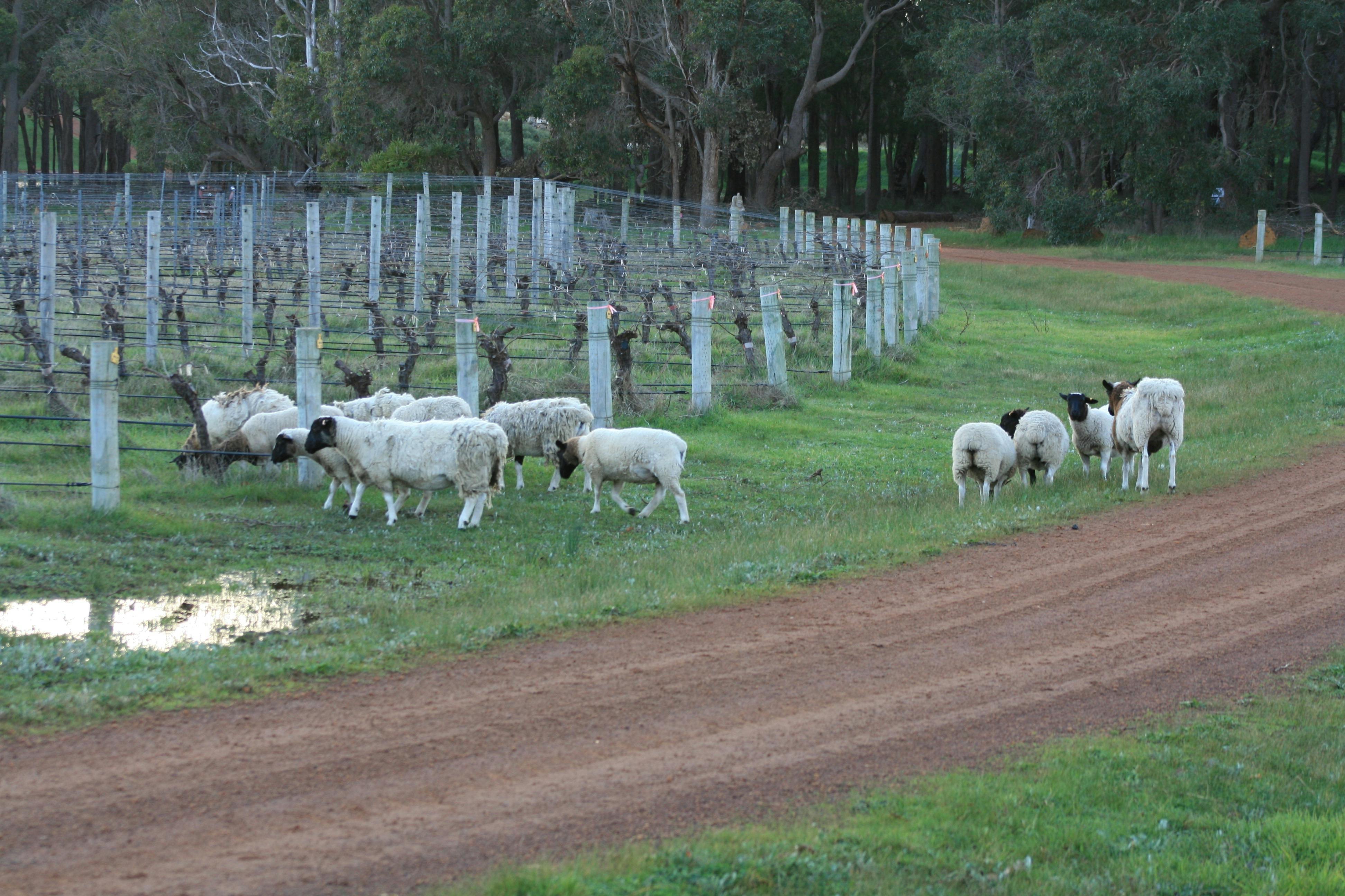 Cape Grace Wines Cellar Door