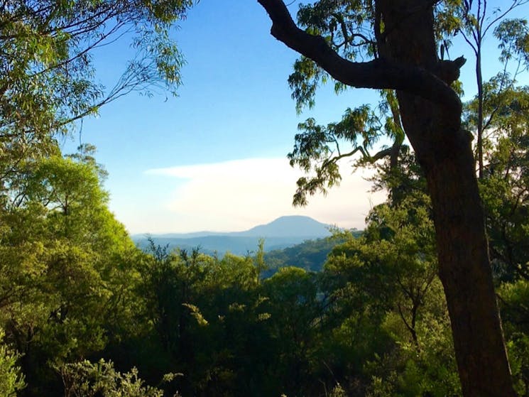 Picture of Mount Yengo, through the trees.