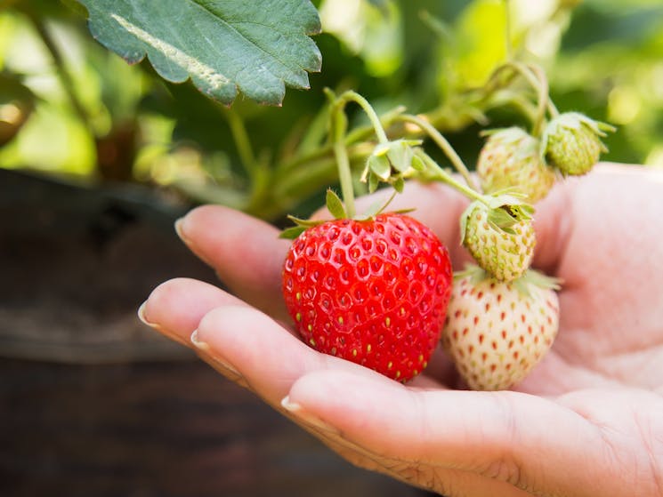 strawberries