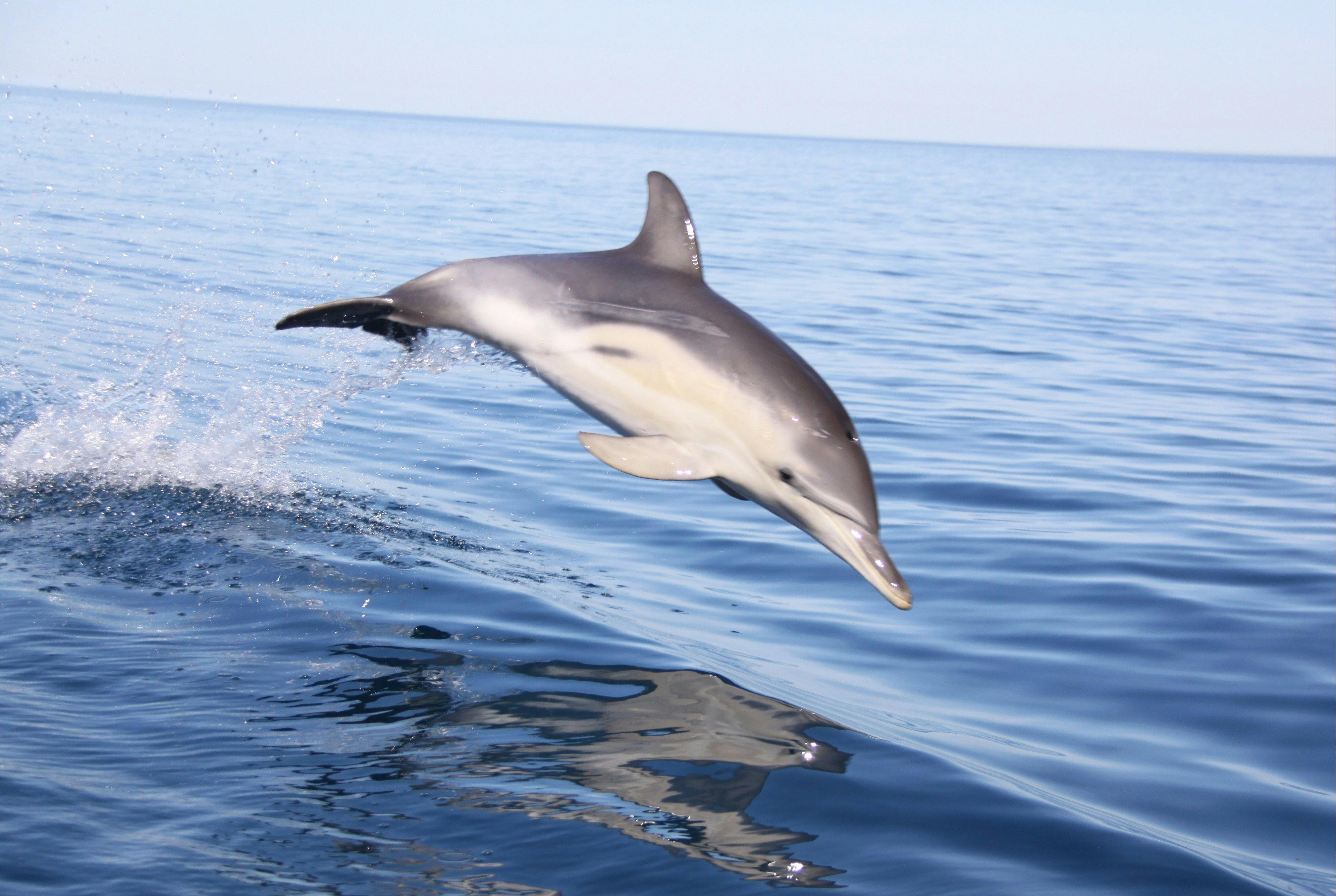 Jumping Common Dolphin