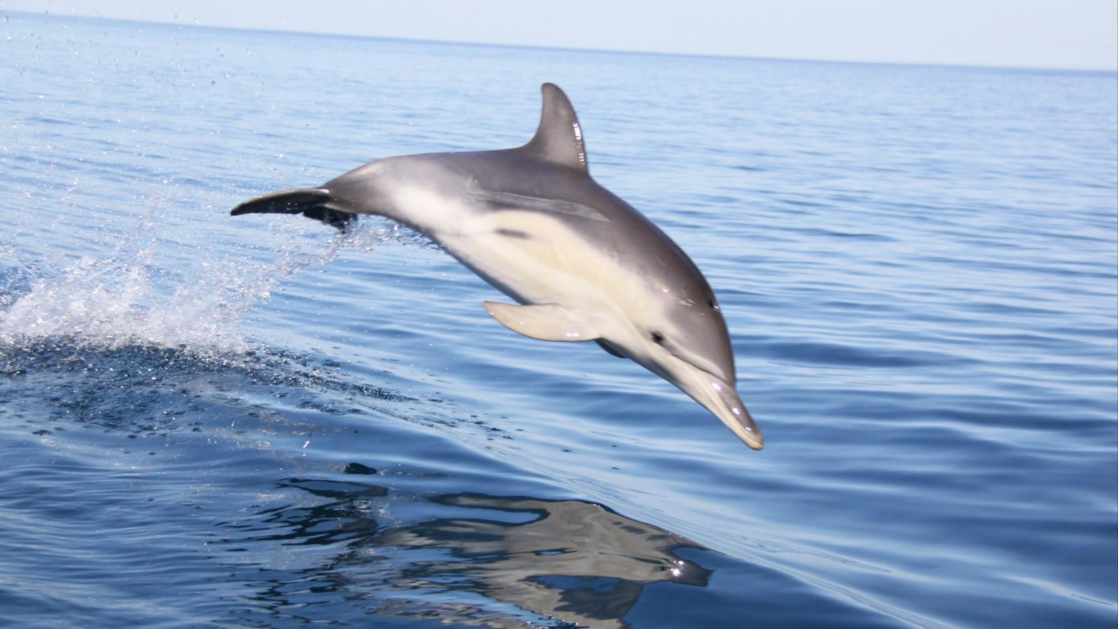 Jumping dolphin
