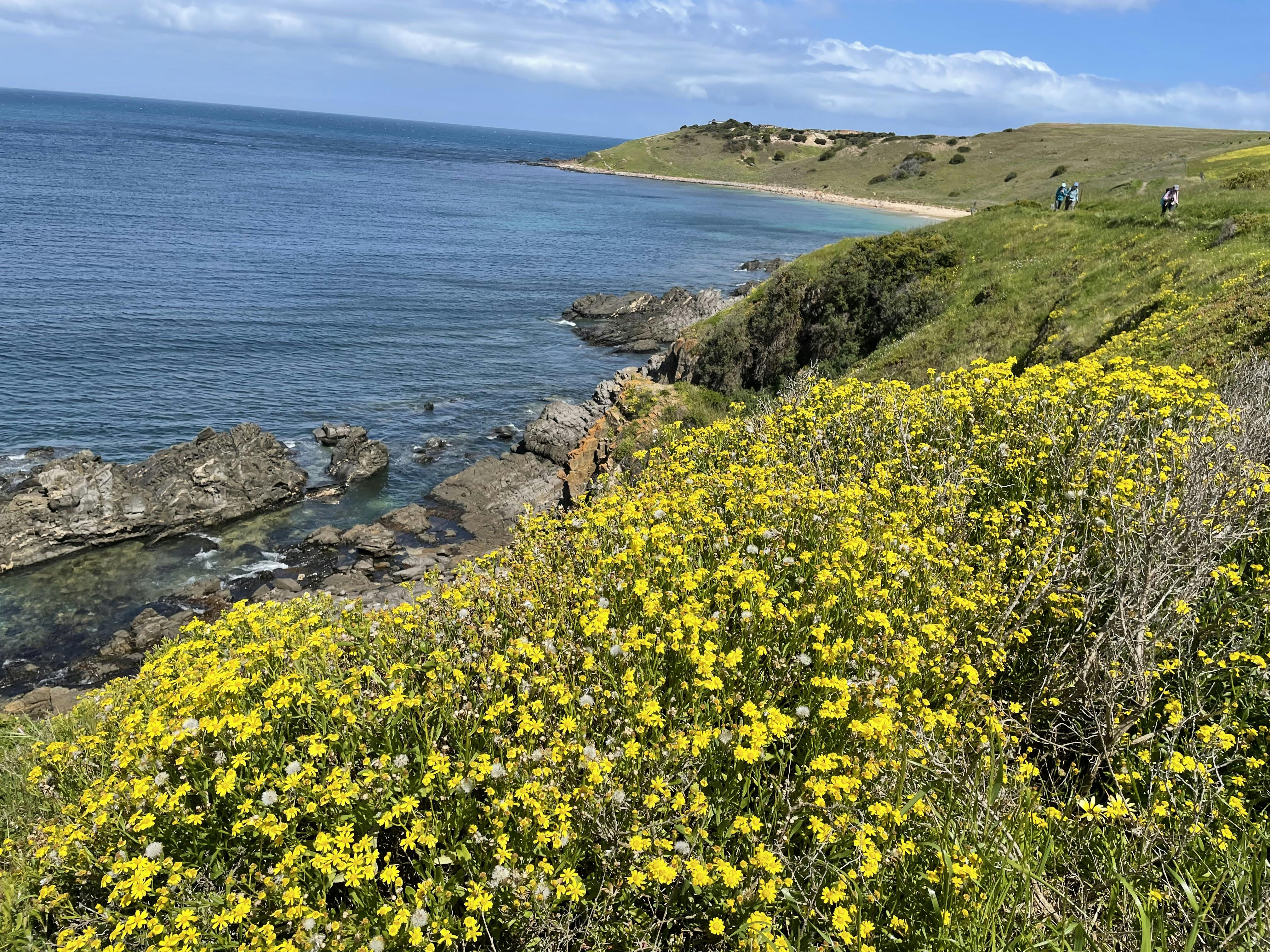 Wild flowers n bloom on coastal track