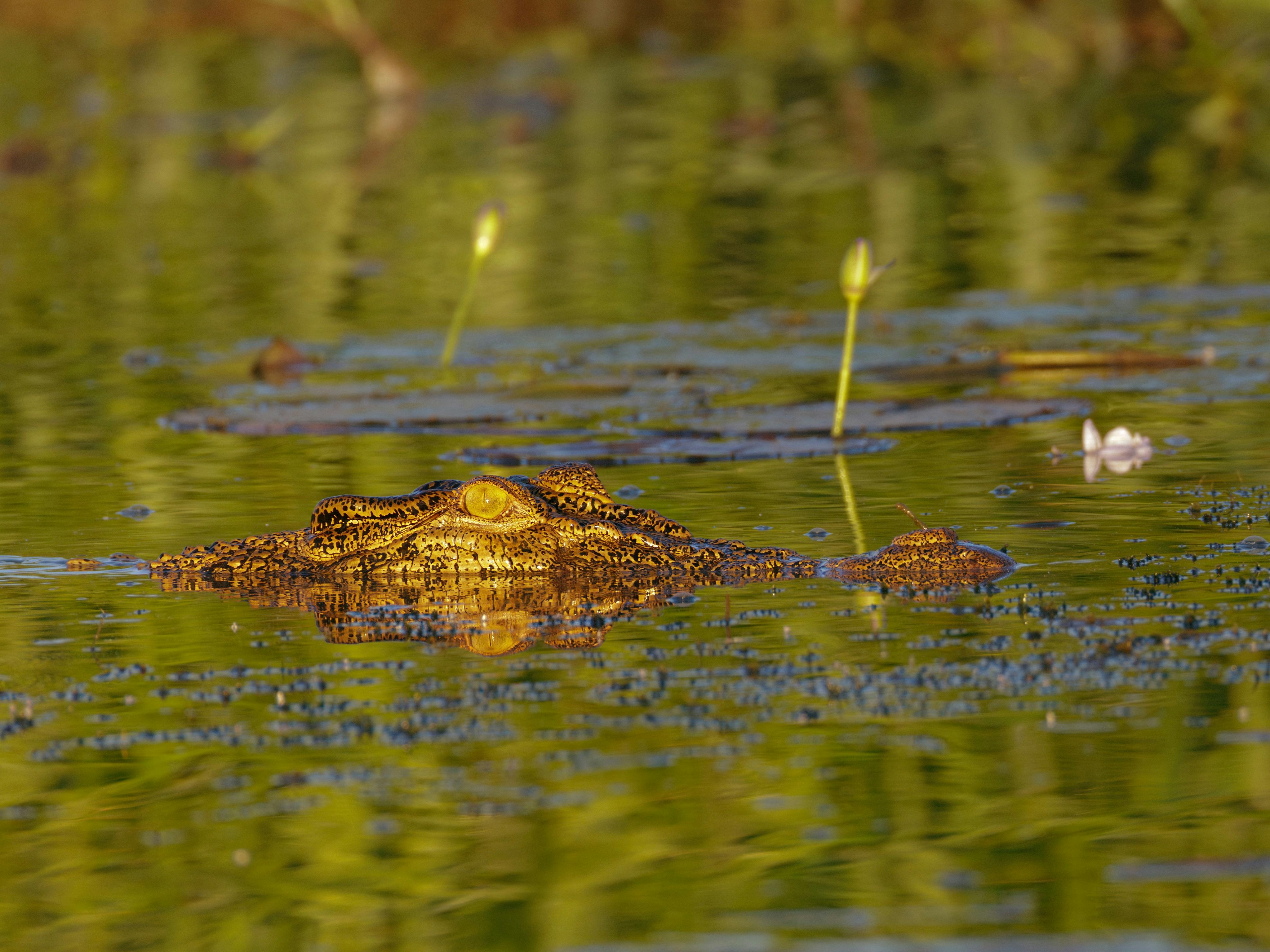 Saltwater Crocodile, Crocodylus porosus, basking in the morning sun at Corroboree Billabong, NT