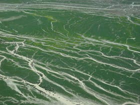 Lake Eyre Channel Country