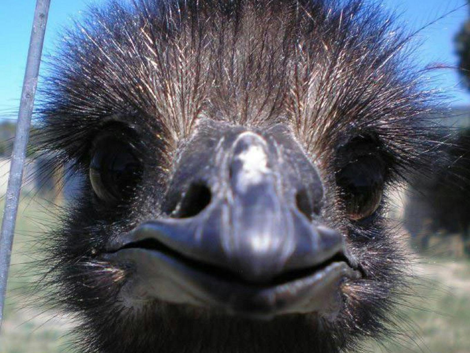 Esperance Bird and Animal Park, Gibson, Western Australia