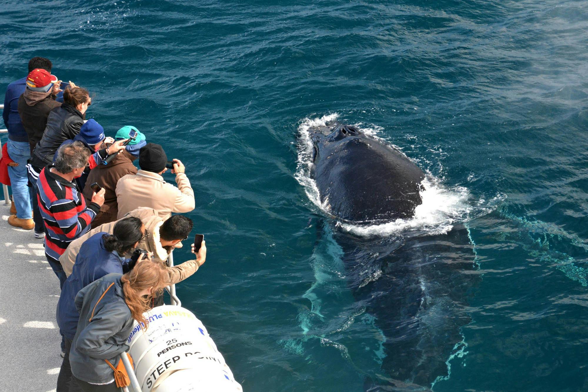 Whale showing  interest