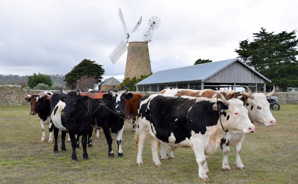 Heritage & Bullock Festival 2025