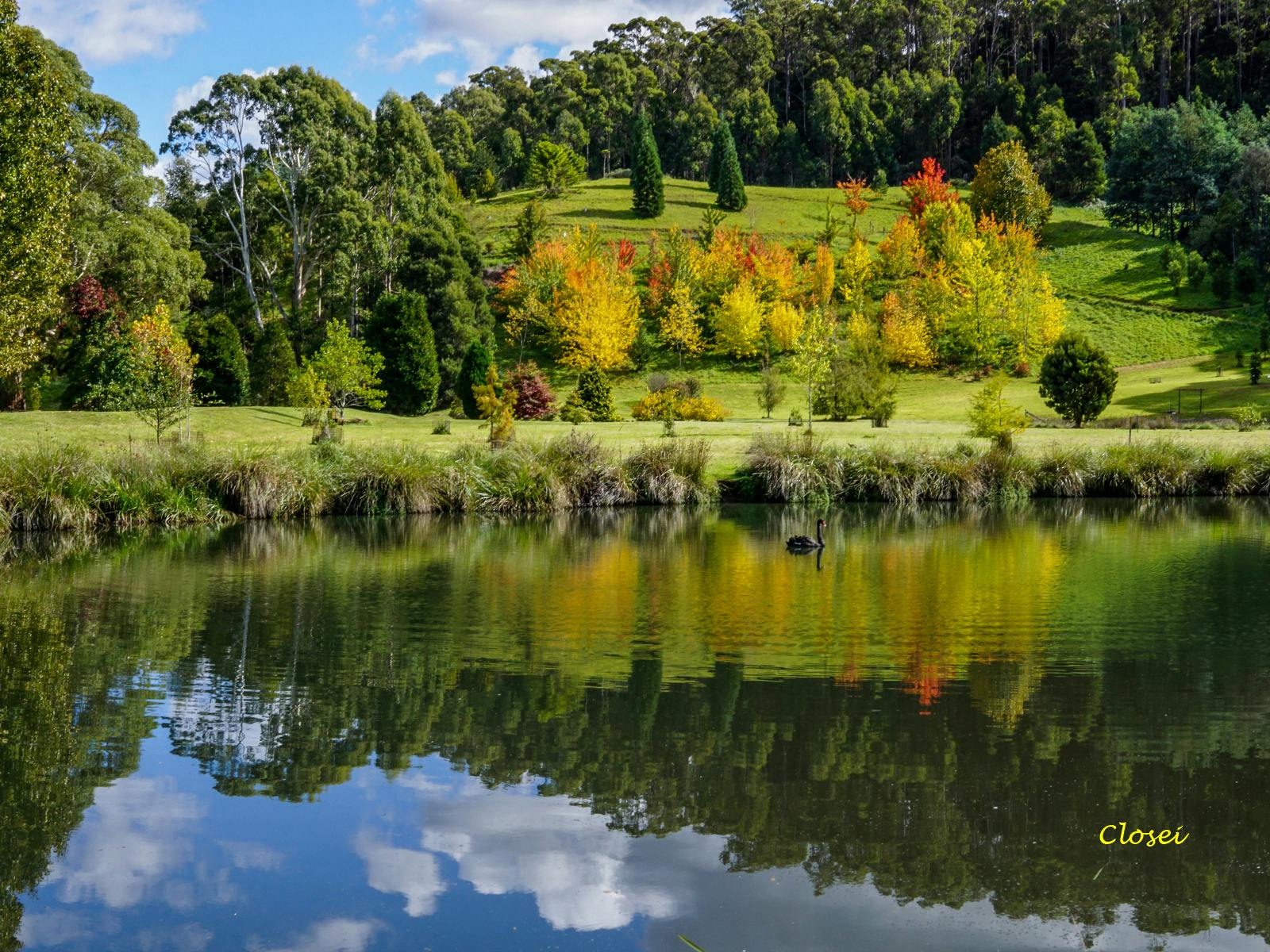 Autumn colour in the north American collection viewed across Founder's Lake.