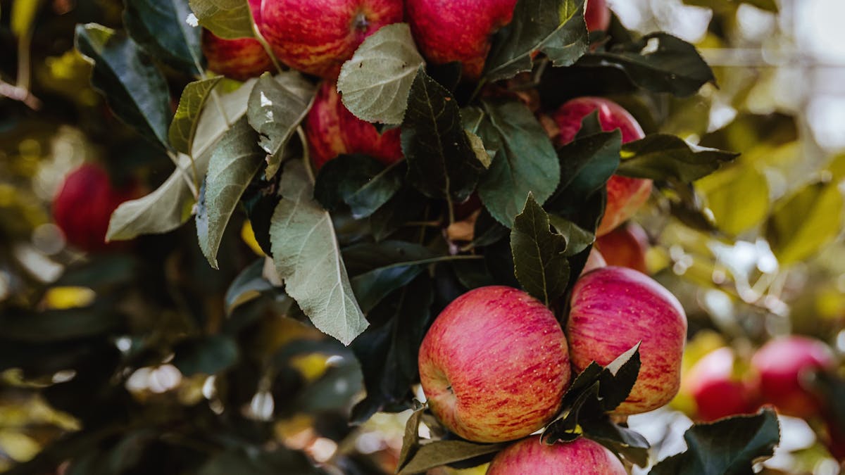 Crunchy apples