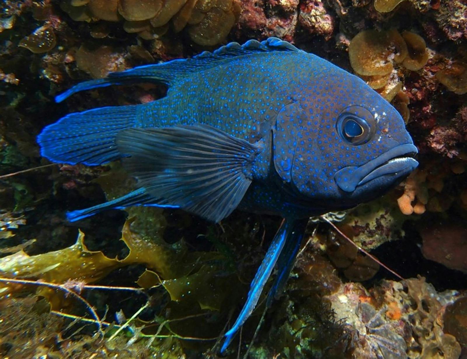 Boat Charter - Scuba Diving Tour