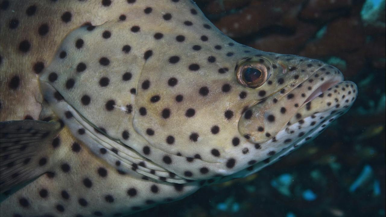 Green Island Dive Site