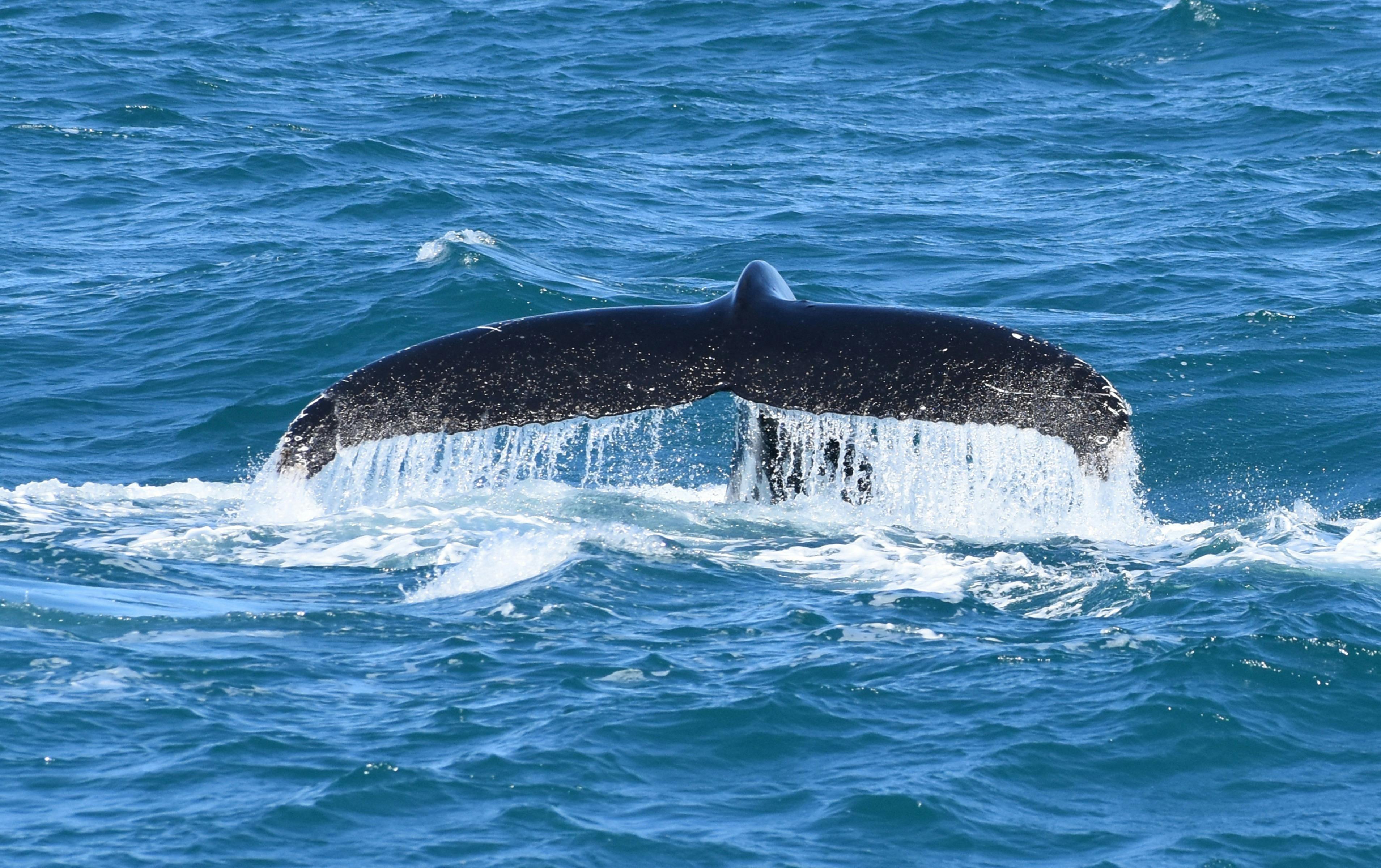 Humpback Tail