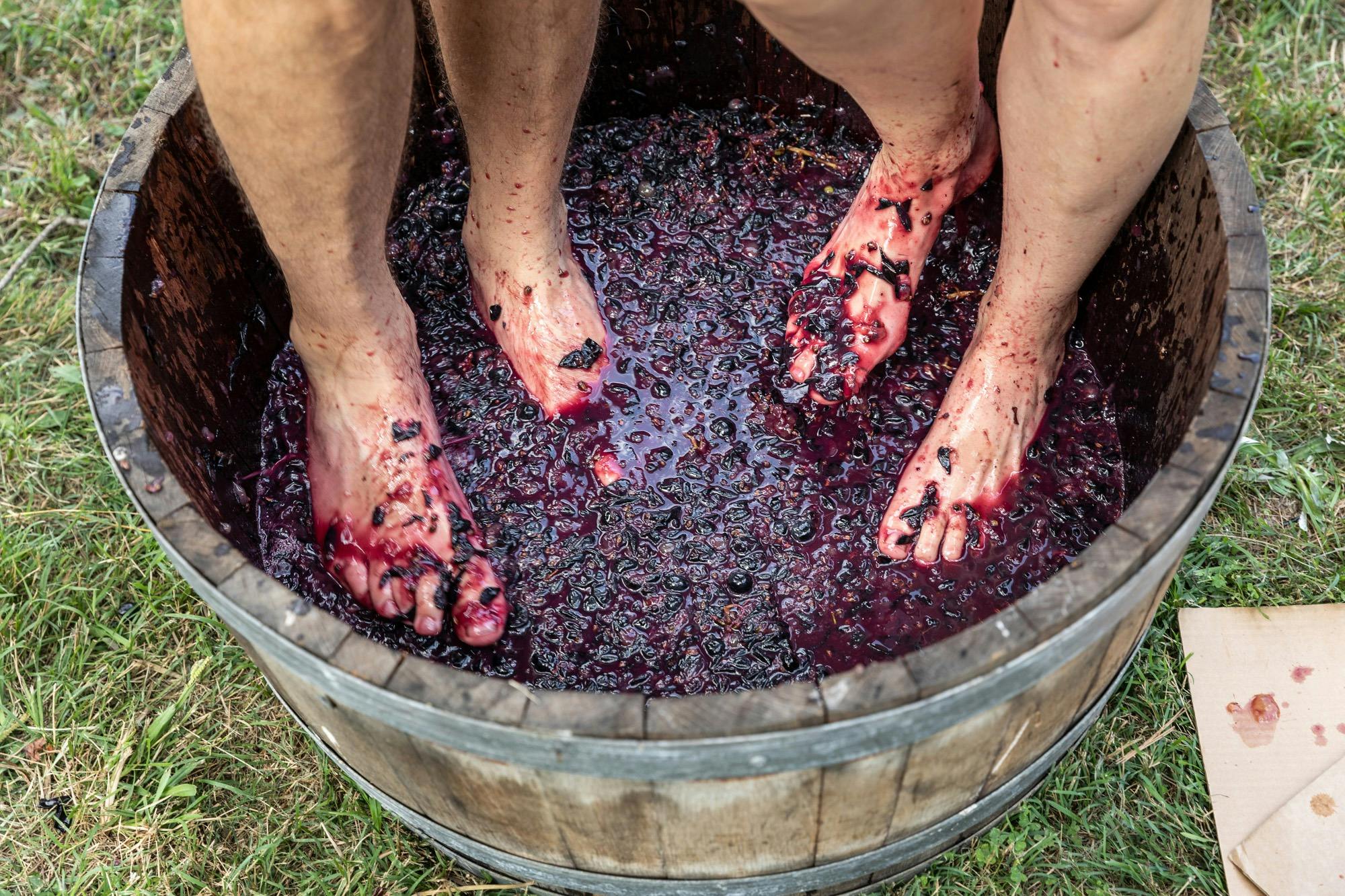 feet stomping grapes in a barrel