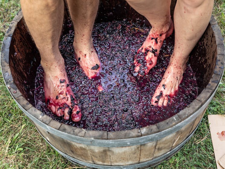 feet stomping grapes in a barrel