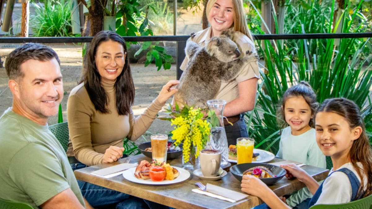 Koala Breakfast Currumbin