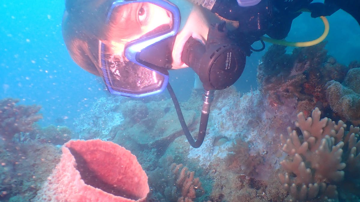 Diving Airliie Beach
