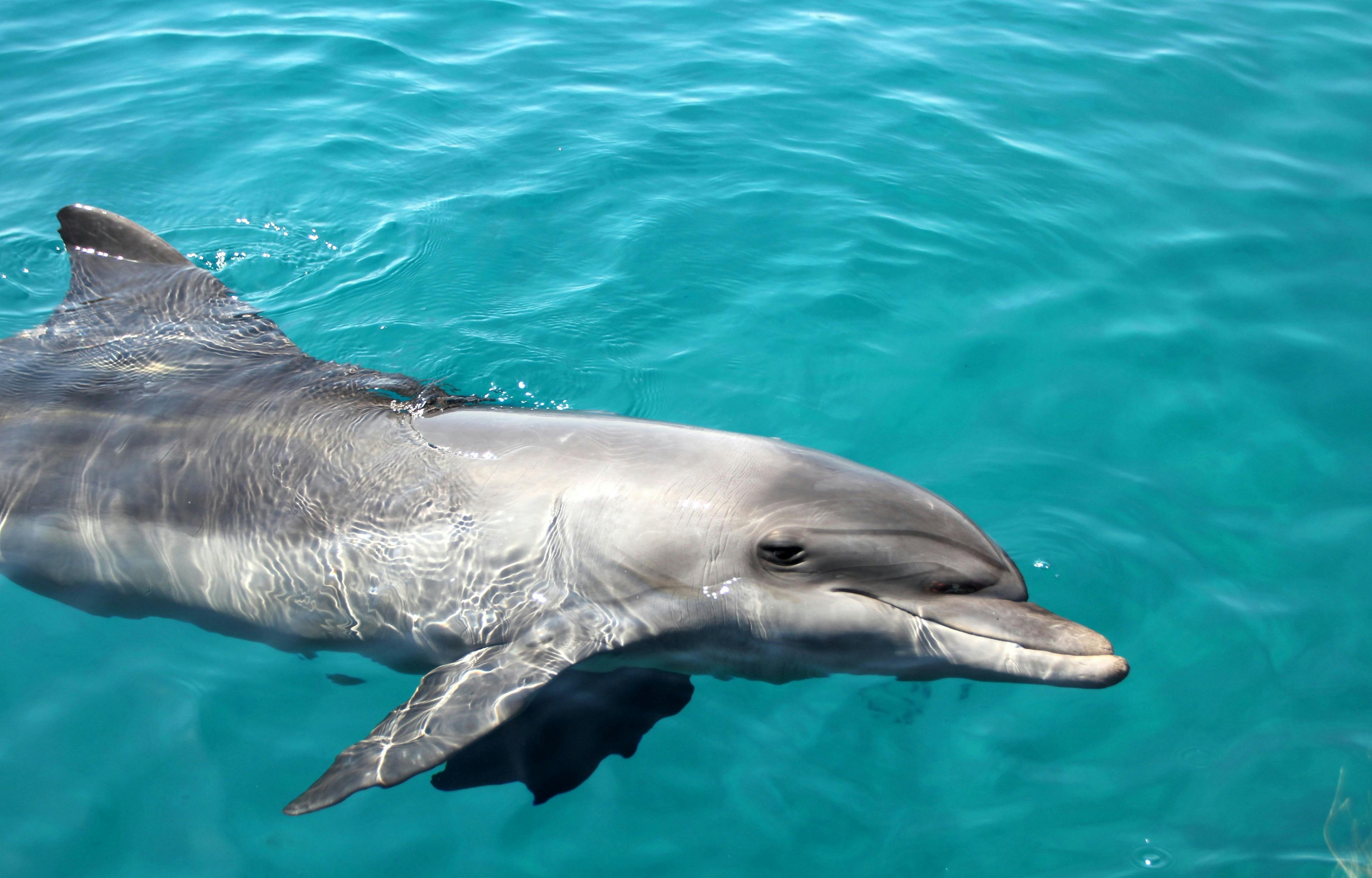 Sea World Cruises