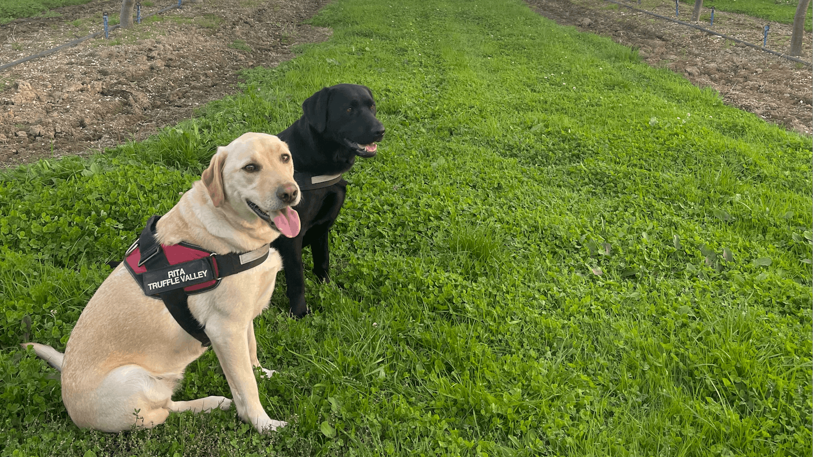 Image for Truffle Hunting at Truffle Valley