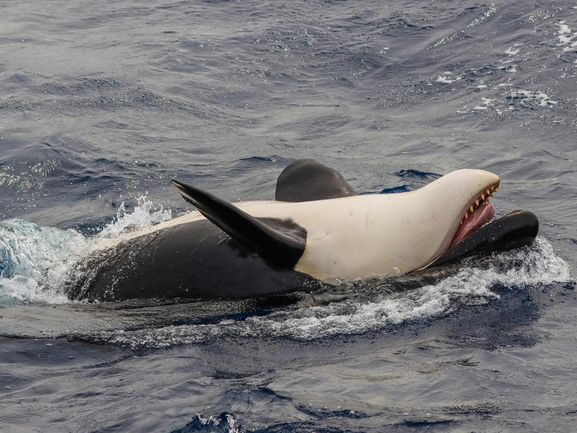 布雷默峡谷虎鲸探险- 旅游产品- Tourism Western Australia