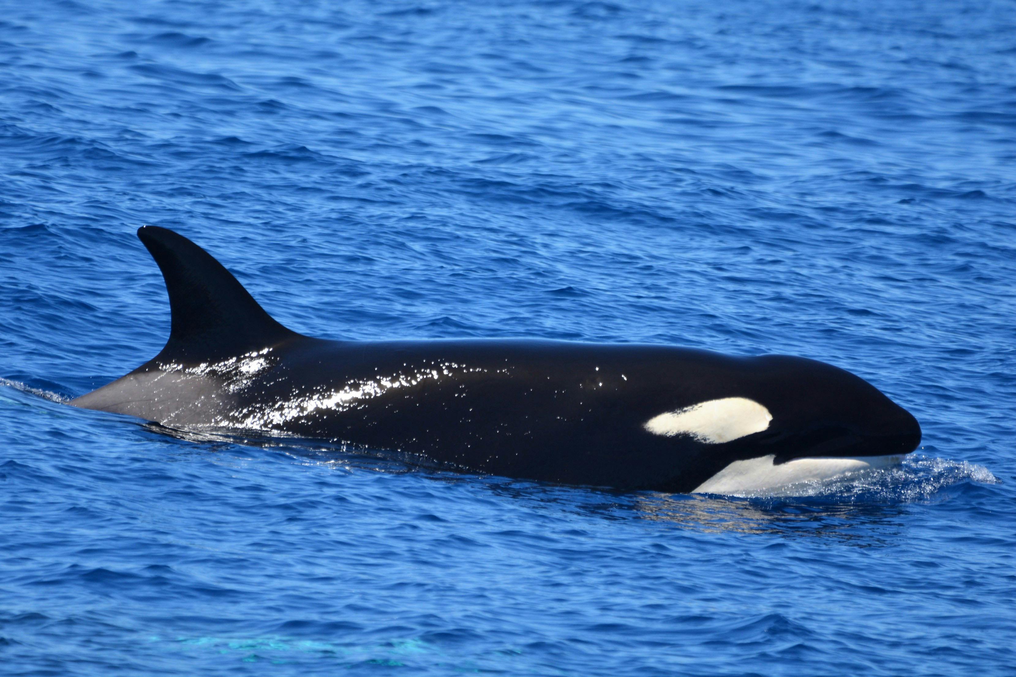 Bremer Canyon Orca Experience Whale Watch Western Australia