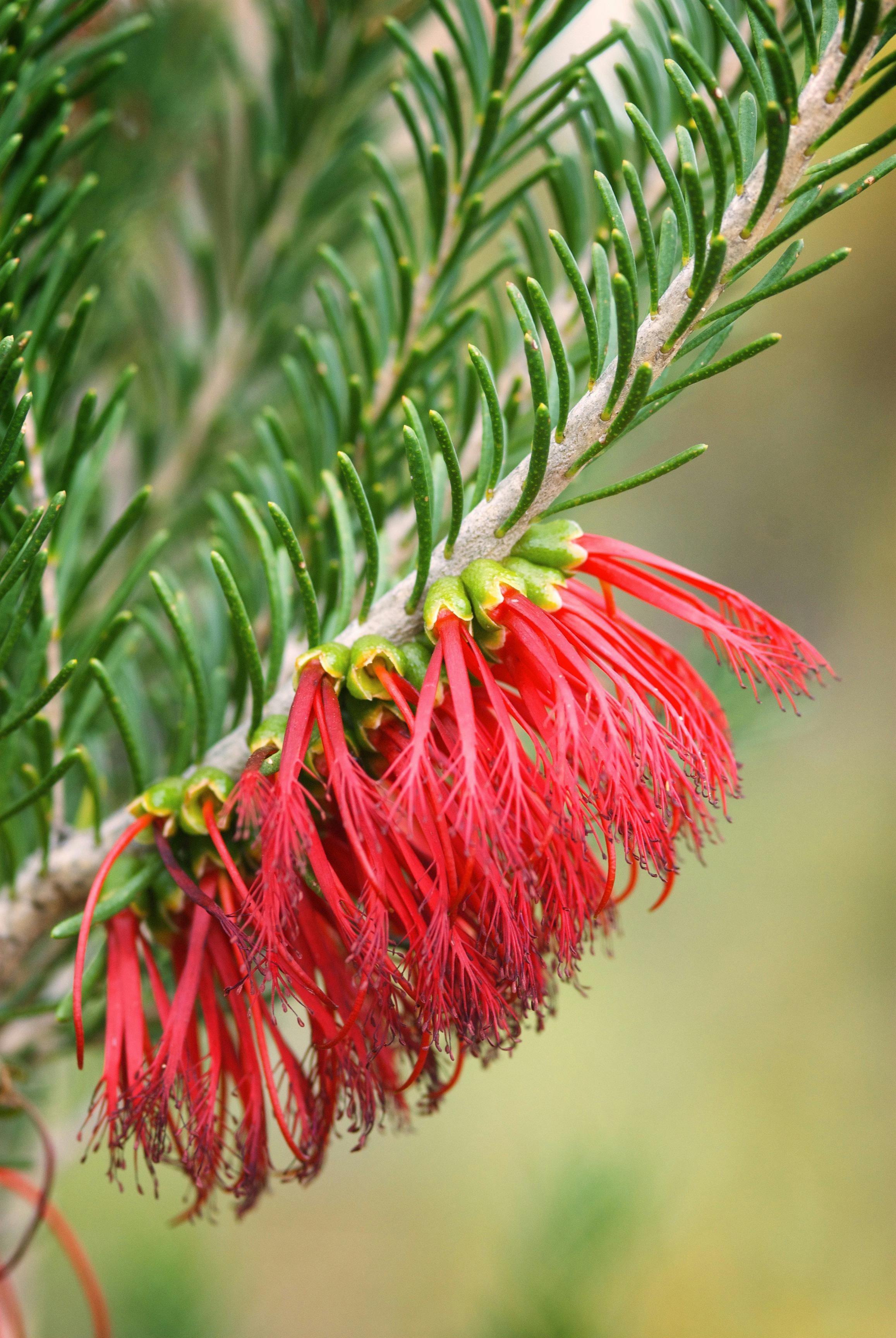 One-sided bottlebrush found in Australia's Golden Outback, Western Australia