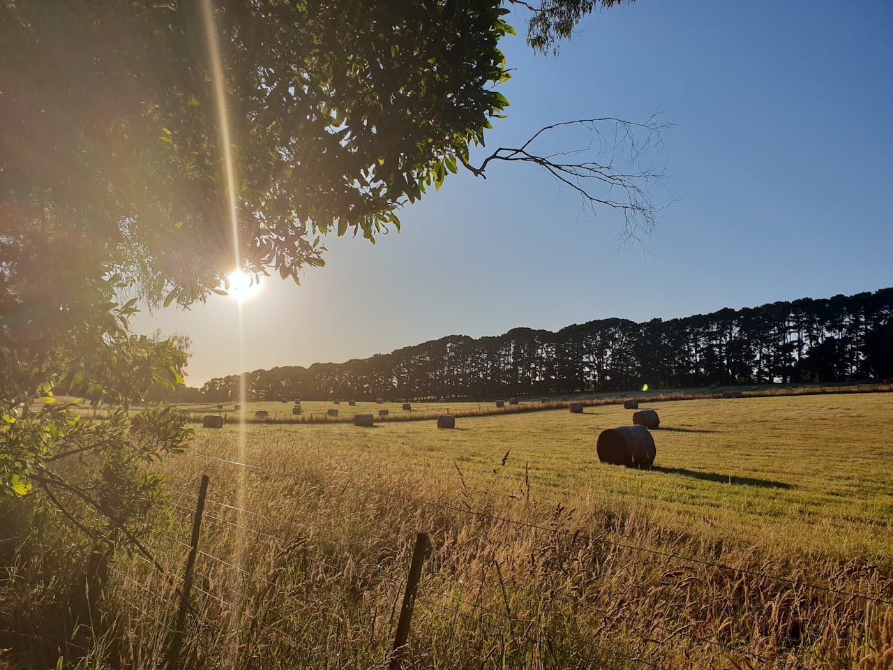 Red Hill Rail Trail The Official Website Of Mornington Peninsula