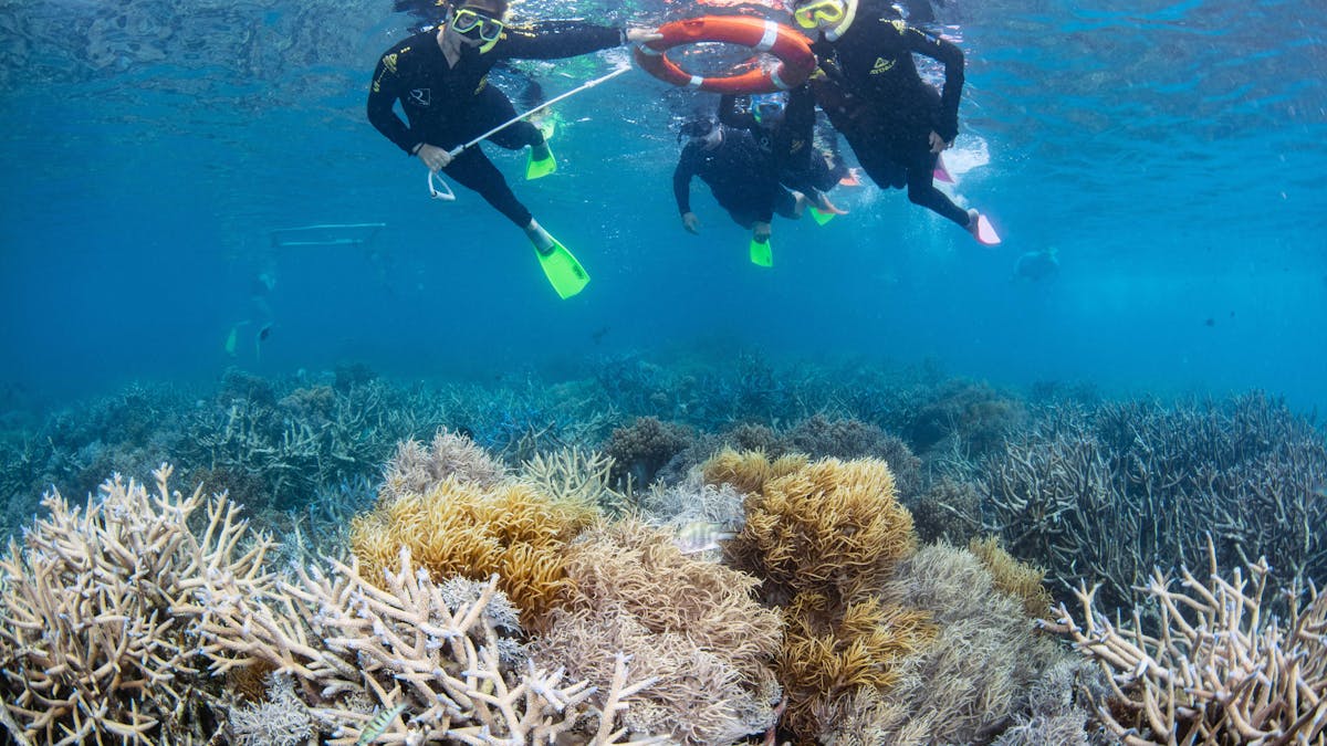 snorkellers with reef and marine biologist