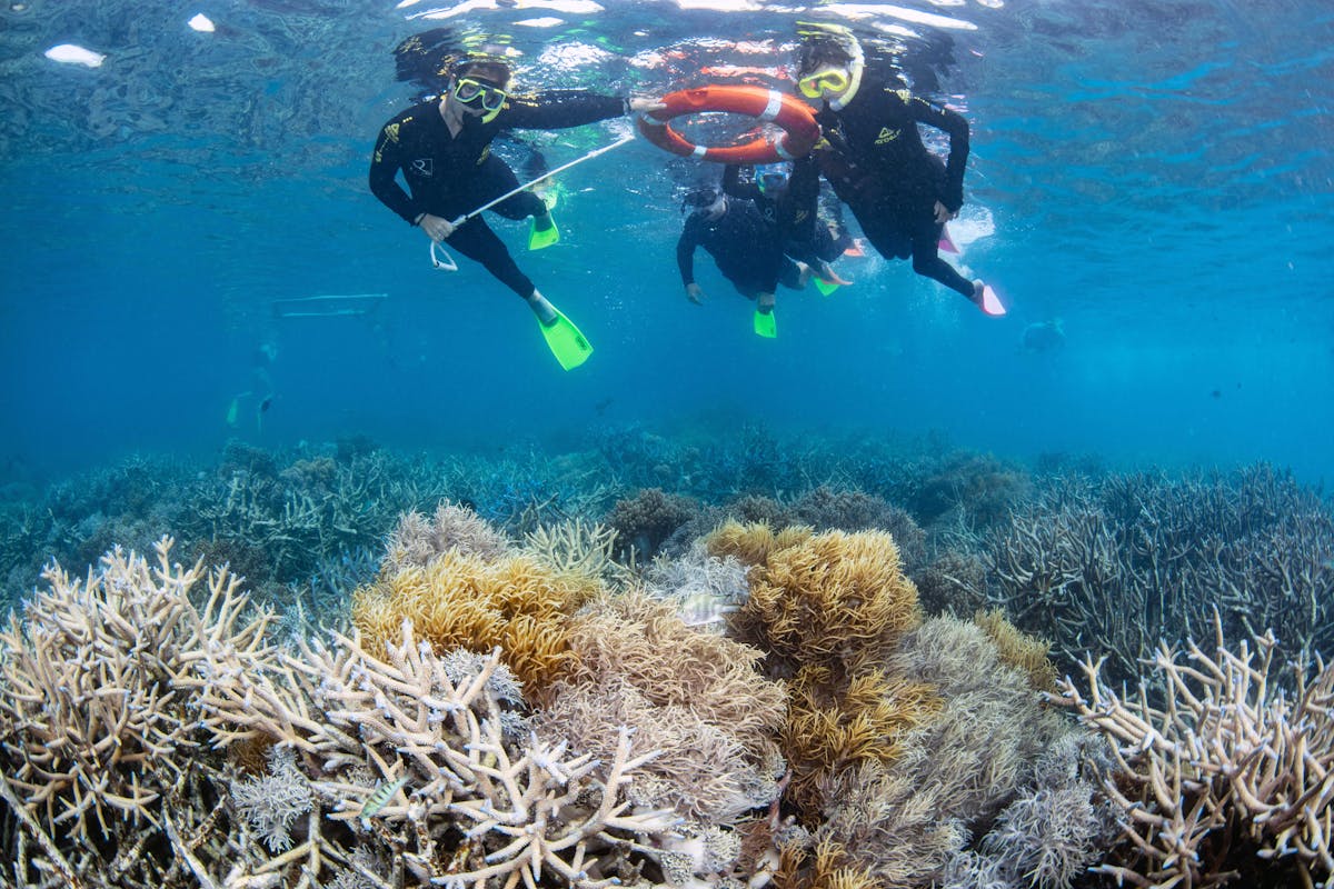 snorkellers with reef and marine biologist