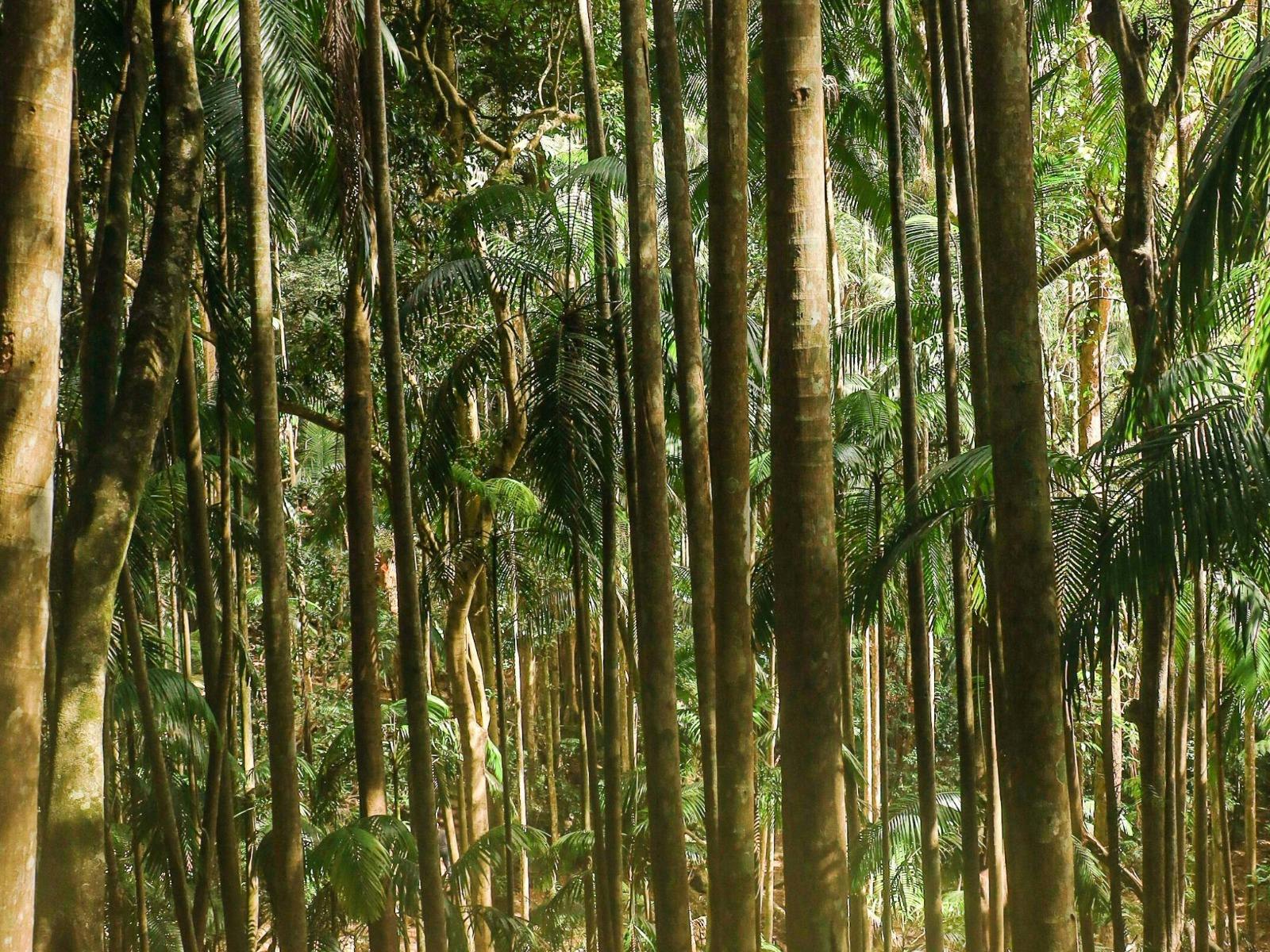 Mount Tamborine Vines, Views & Glow Worms