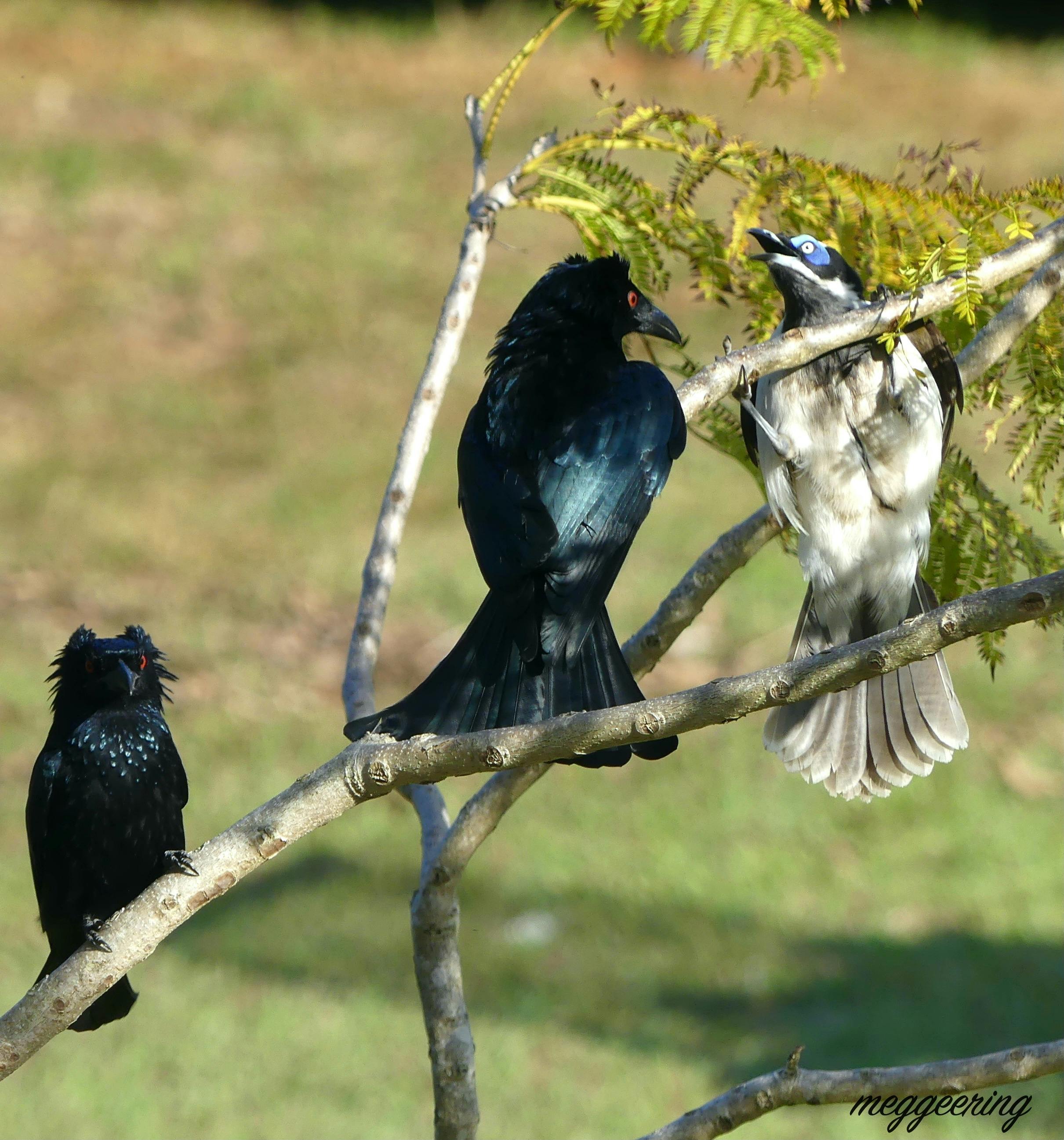 Meg's Macleay Secrets