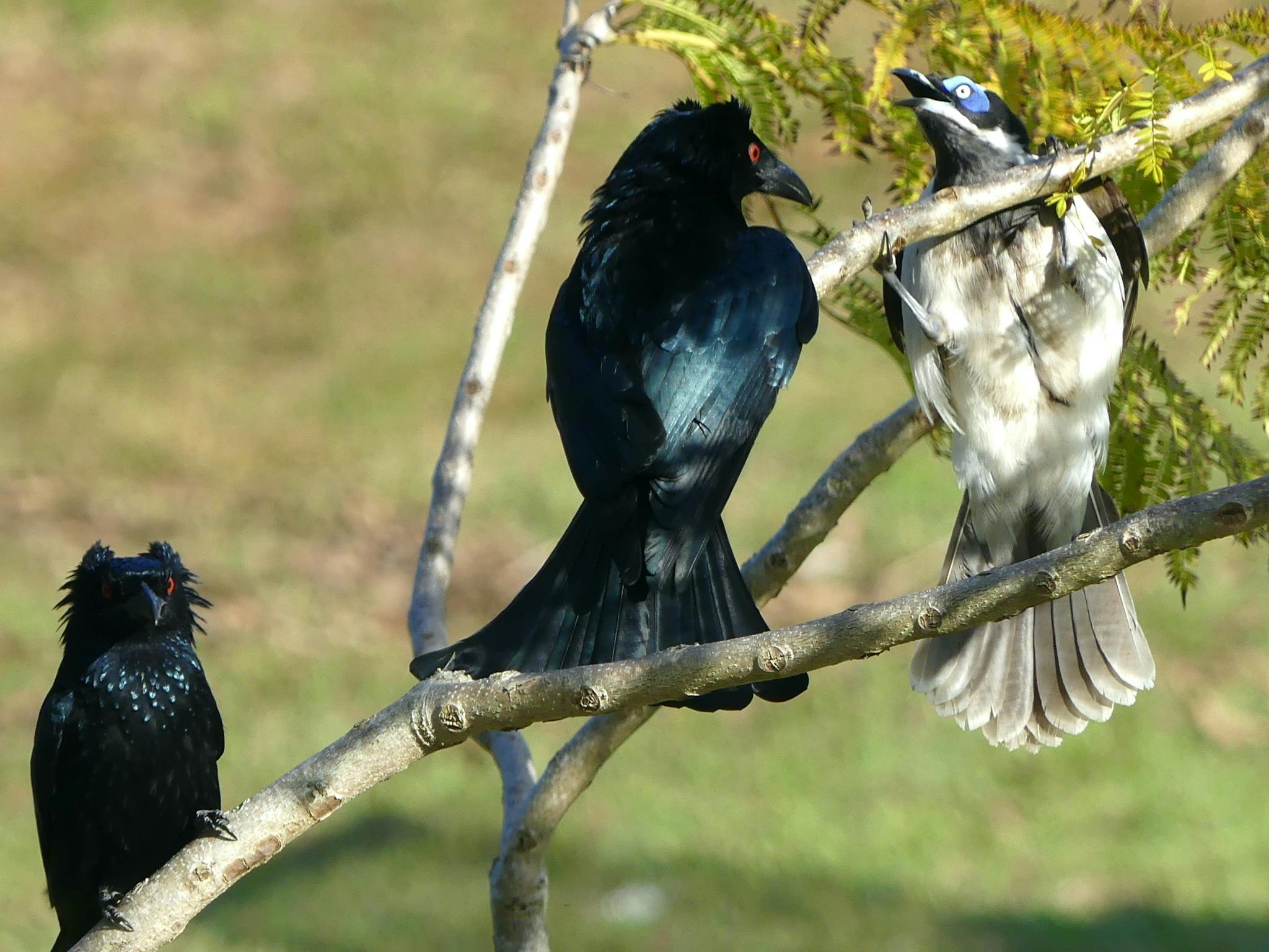 Three birds fighting Three birds fighting