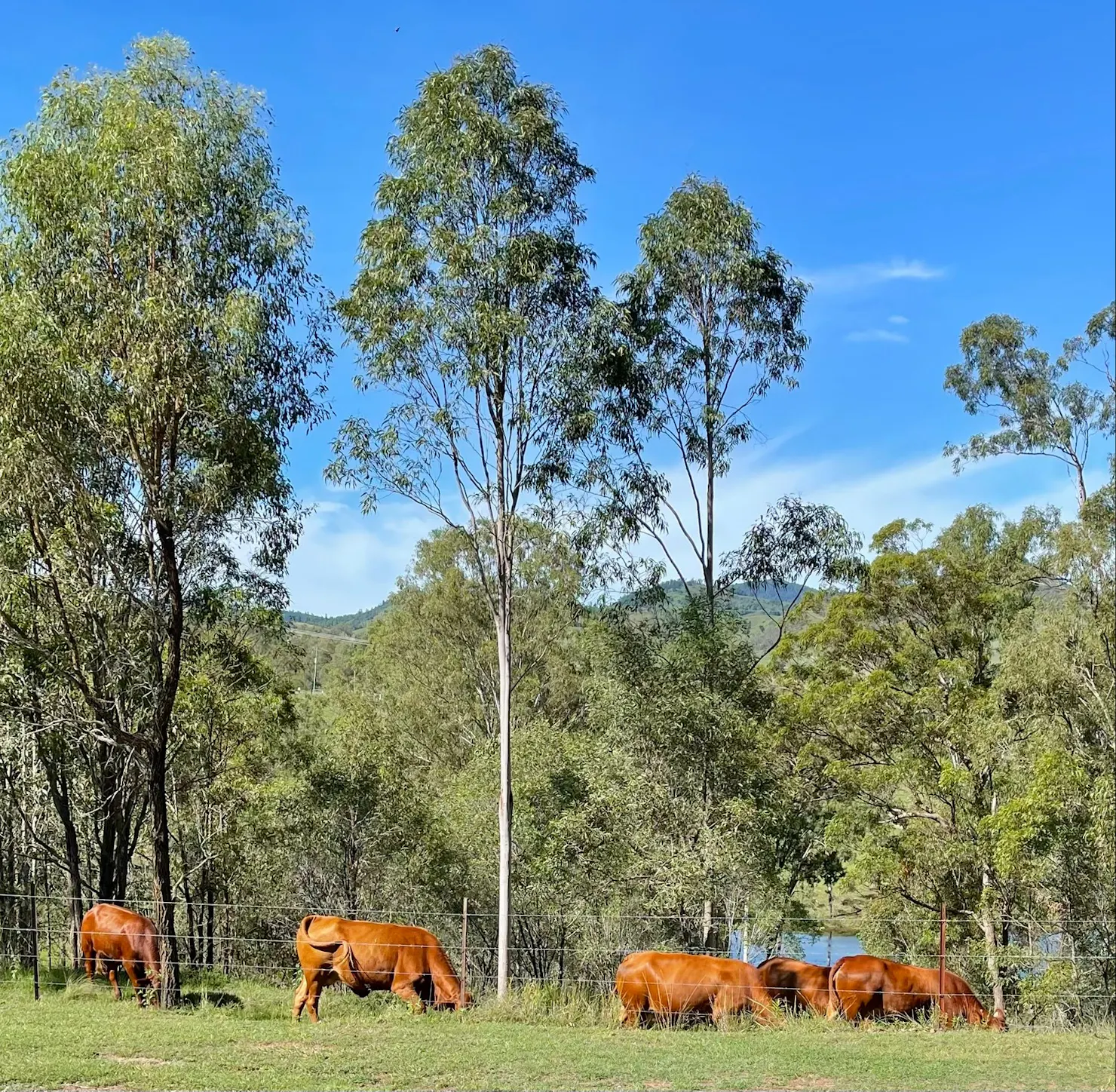 Beautiful Rolling Hills Of Glastonbury with cattle grazing nearby Whispers Luxury Farmstay Gympie