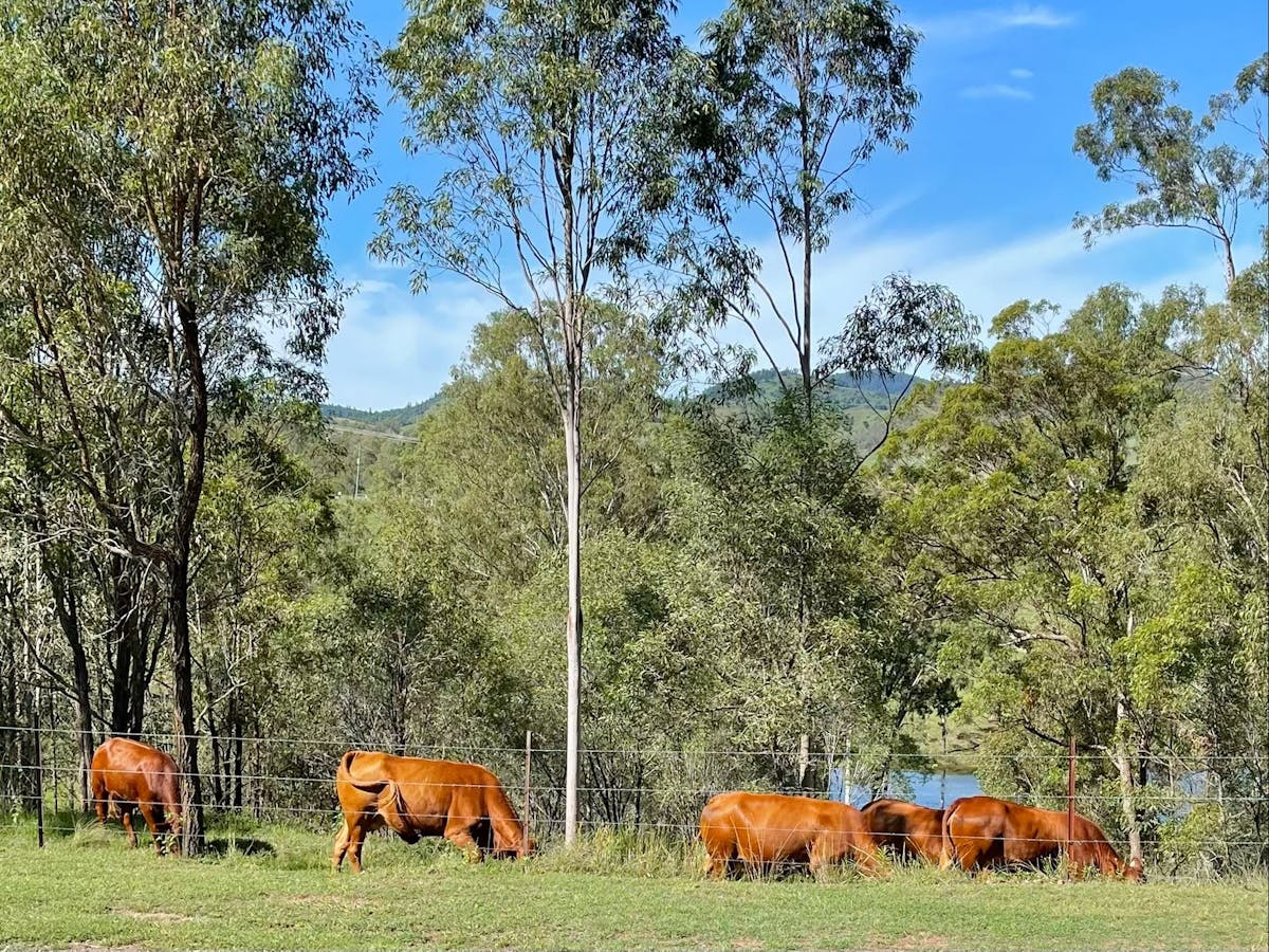 Beautiful Rolling Hills Of Glastonbury with cattle grazing nearby Whispers Luxury Farmstay Gympie