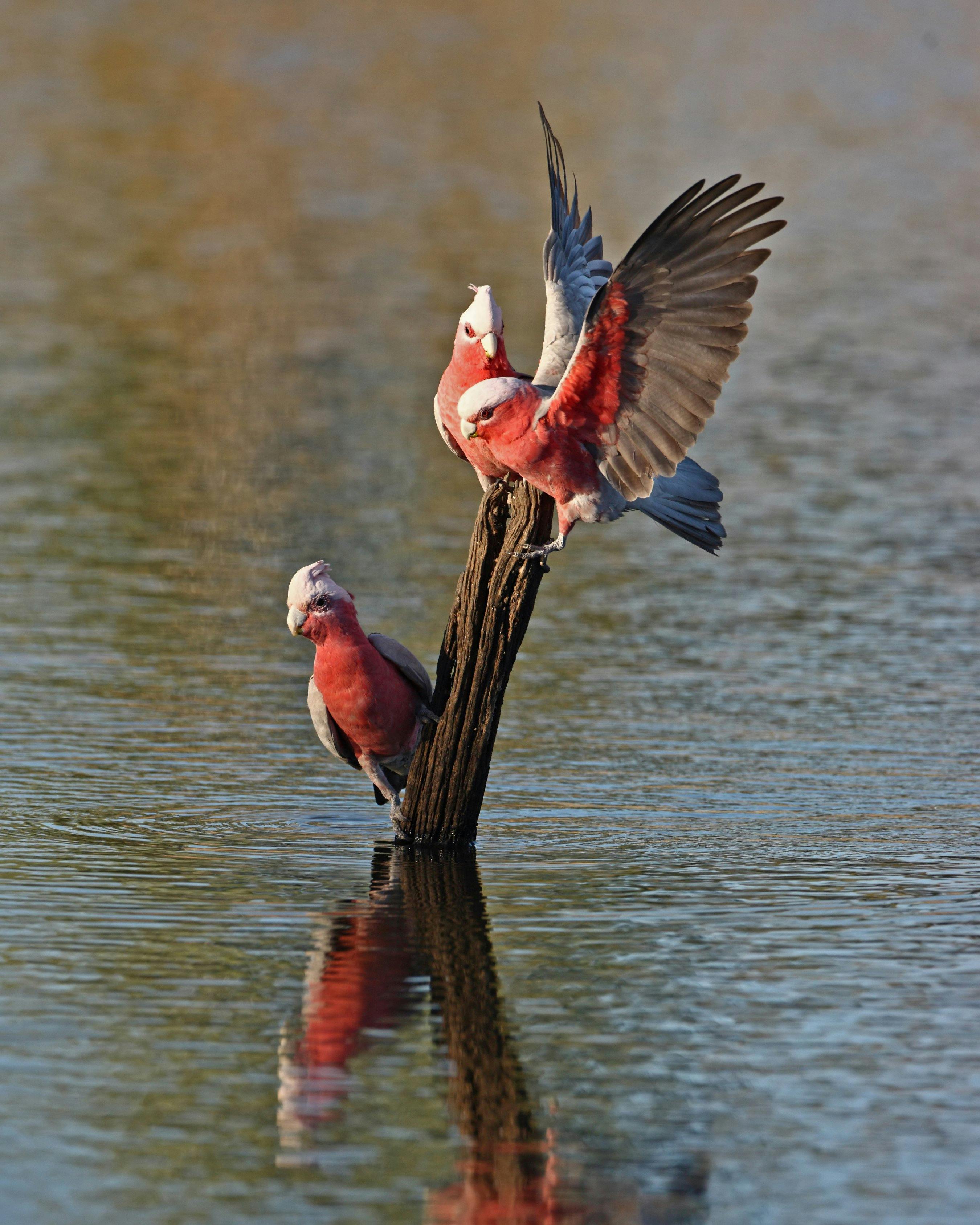 Gleeson Wetlands