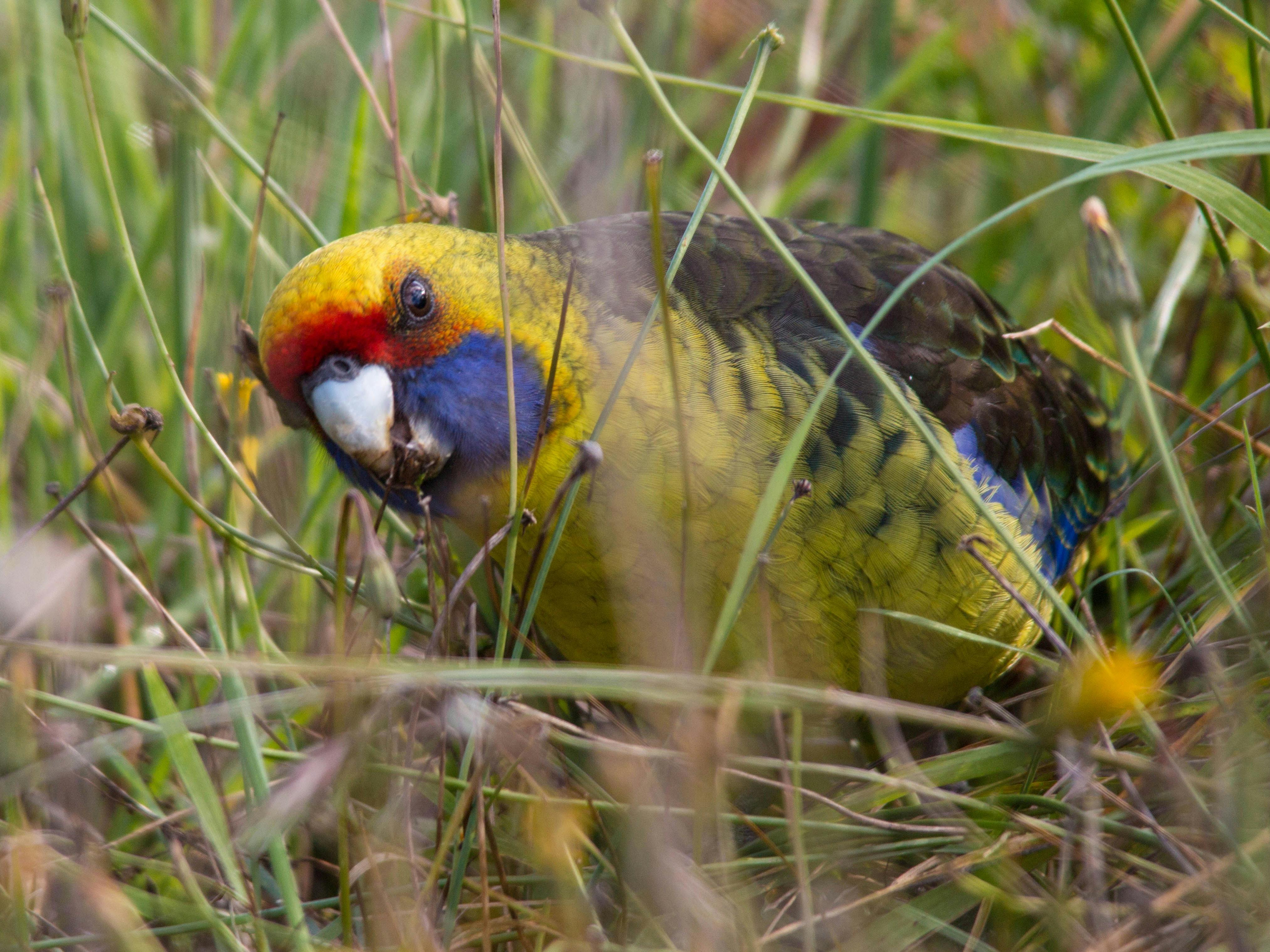 Green rosella ground feeding