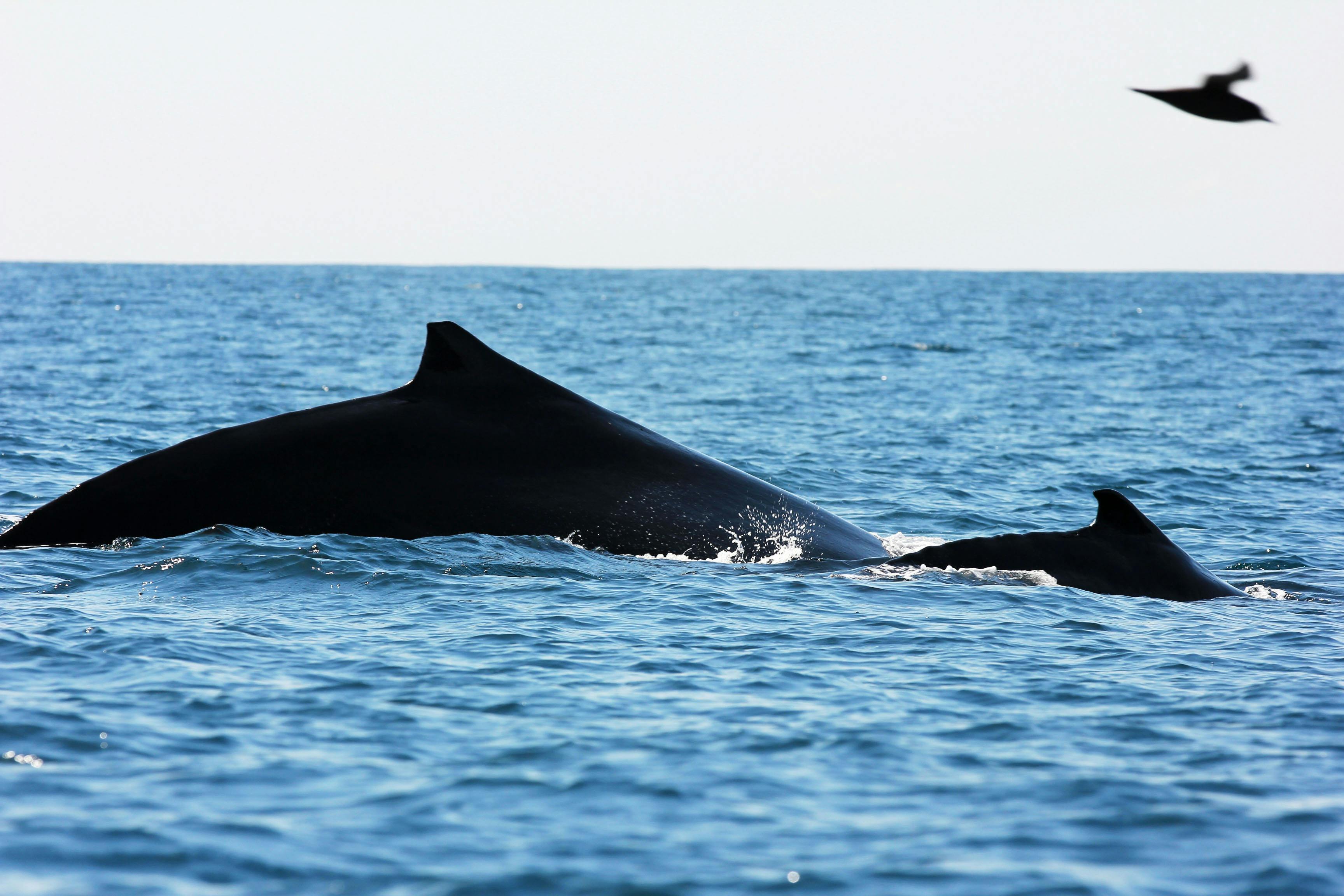 Humpback whales breaching in unison as they migrate  past Greencape Lighthouse