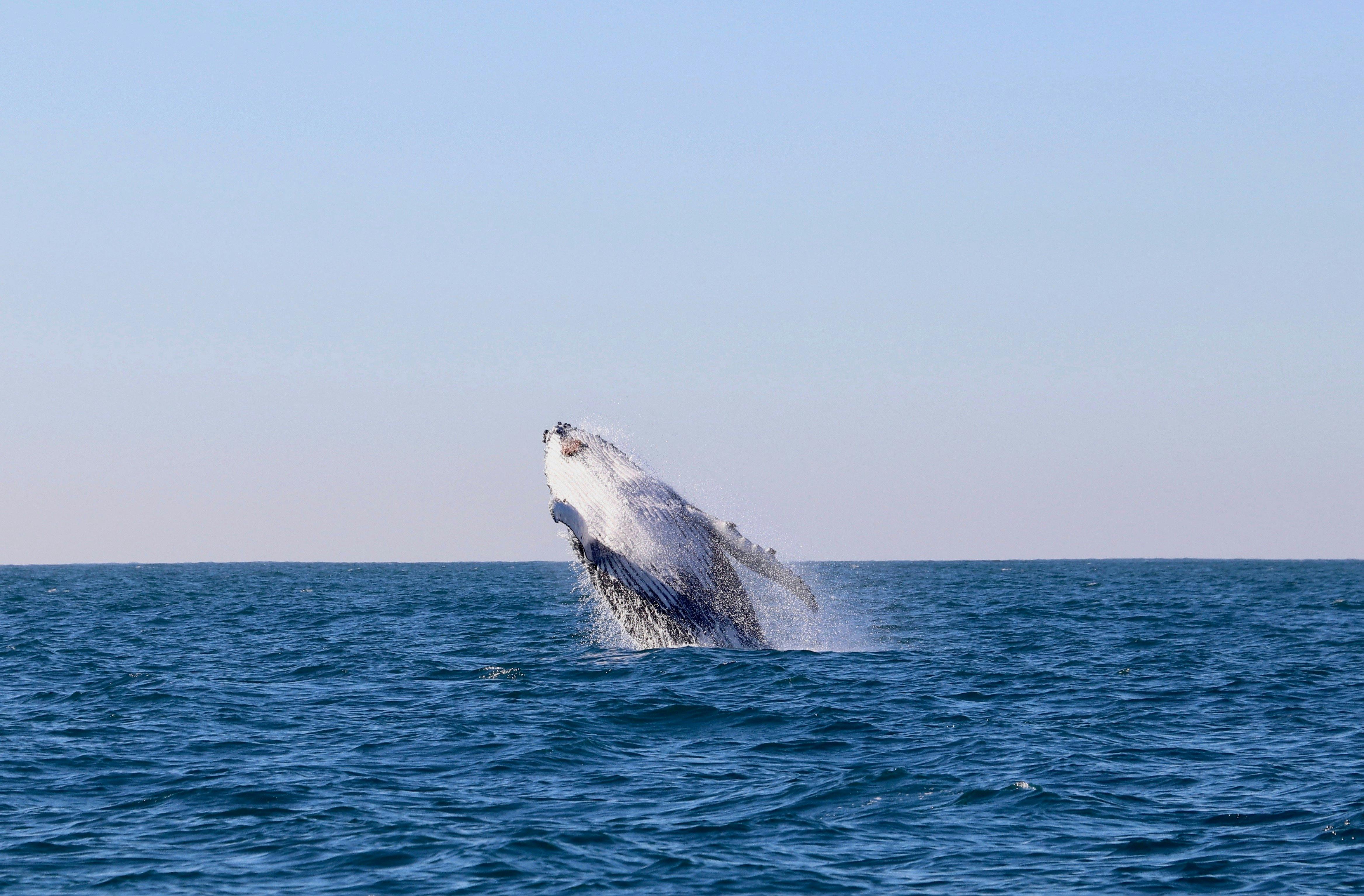 Humpback Whale